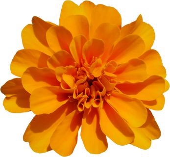 Orange Marigold Flower